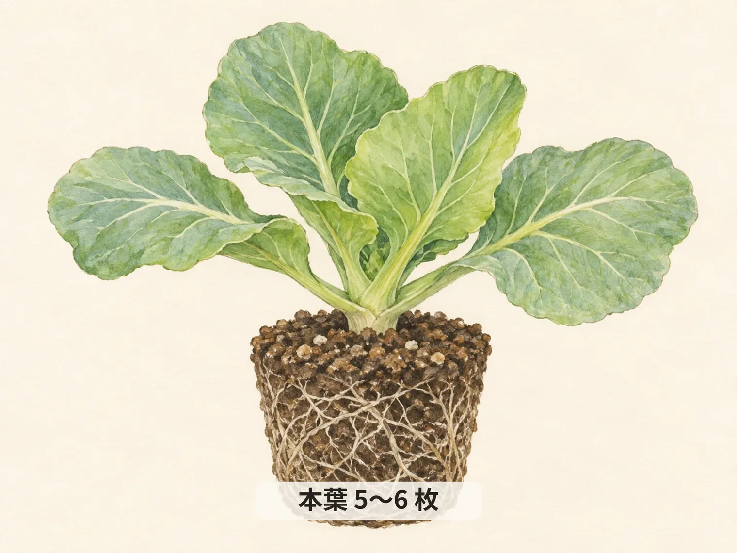 本葉 5〜6 枚