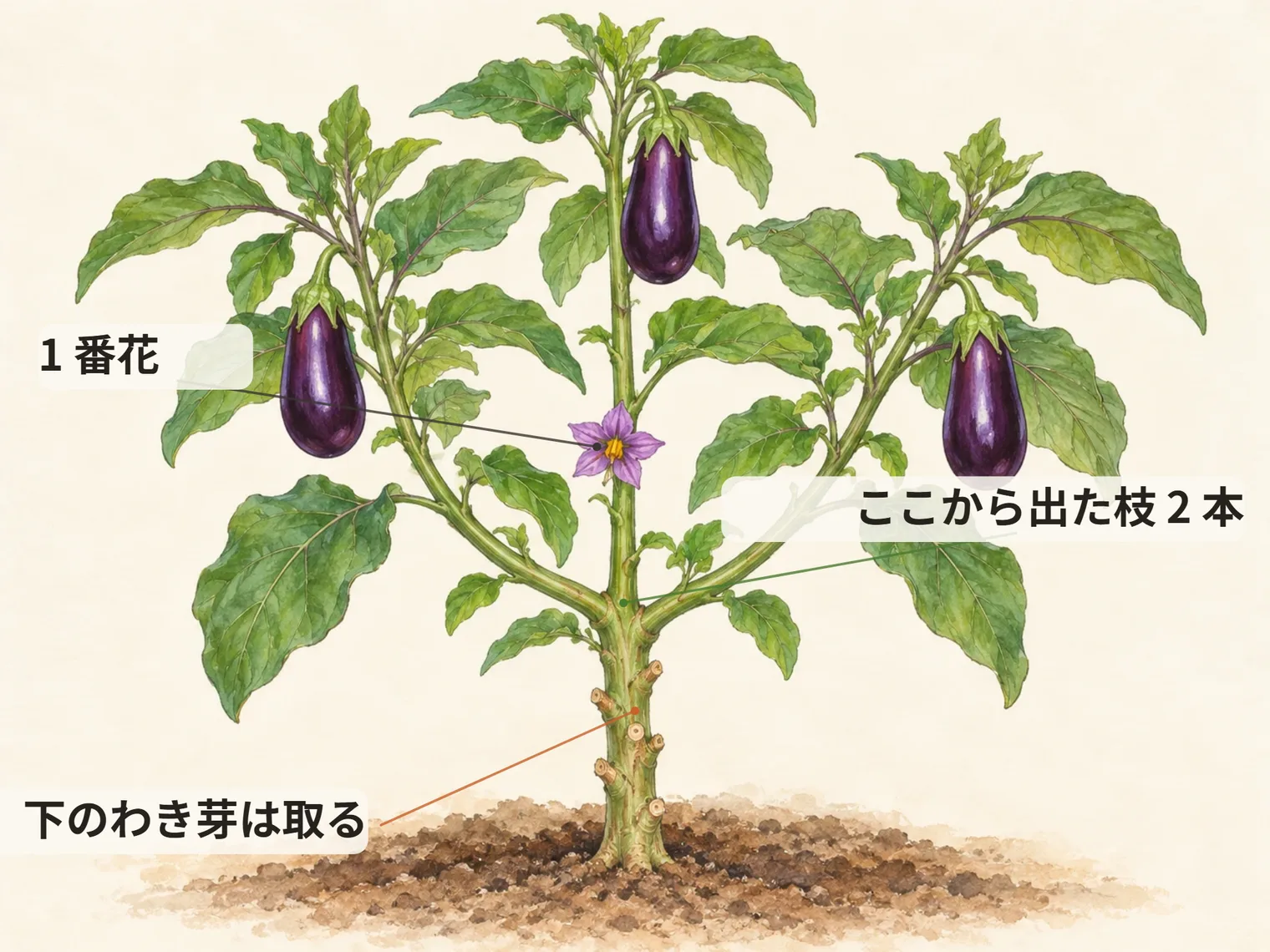 1 番花。ここから出た枝 2 本。下のわき芽は取る