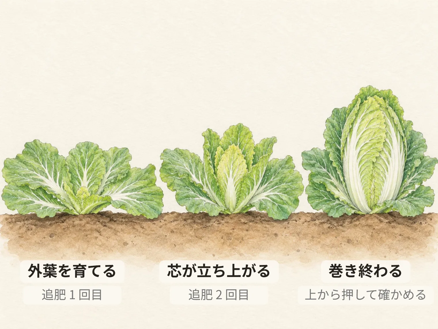 外葉を育てる。追肥 1 回目。芯が立ち上がる。追肥 2 回目。巻き終わる。上から押して確かめる