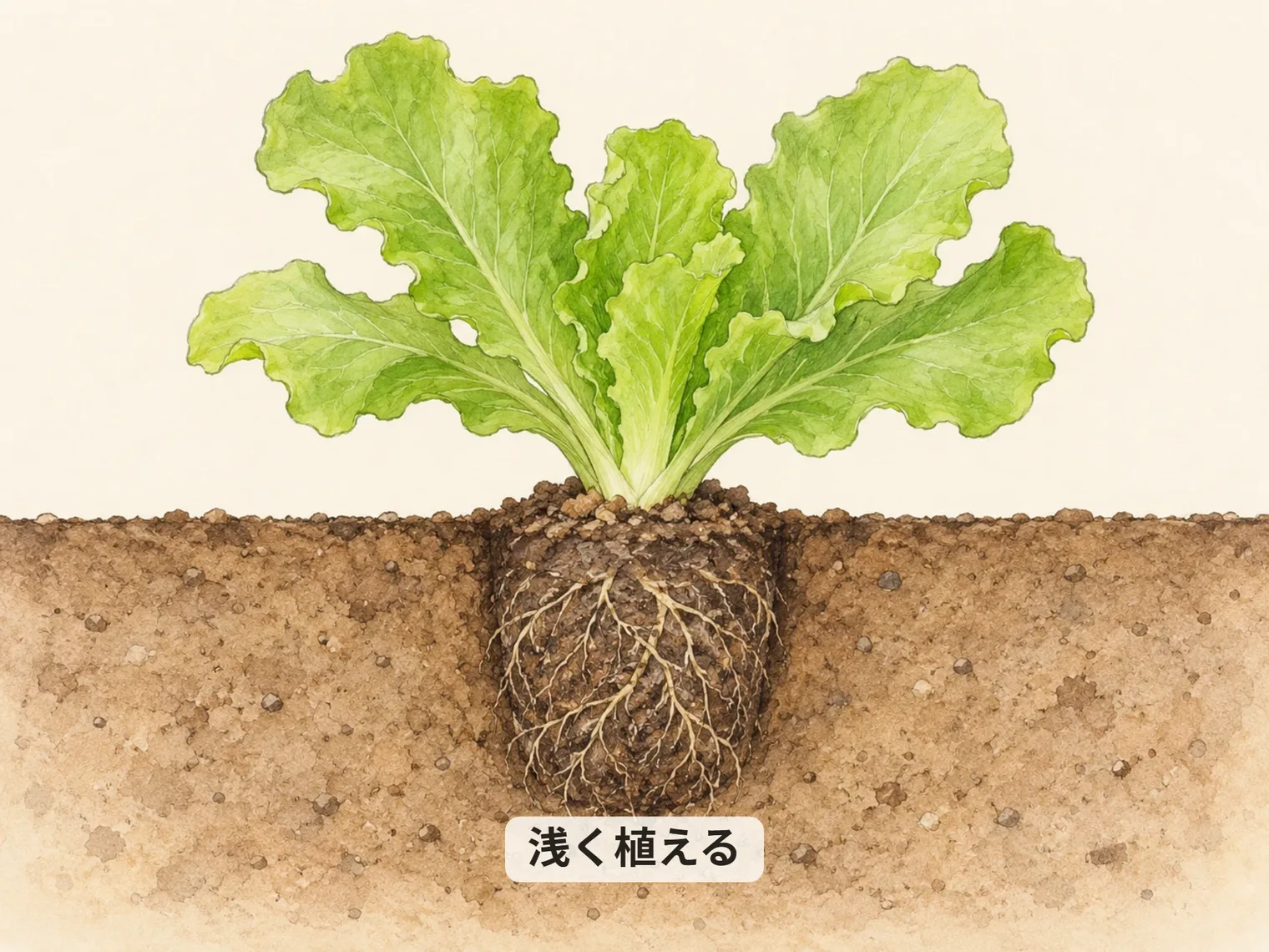 浅く植える