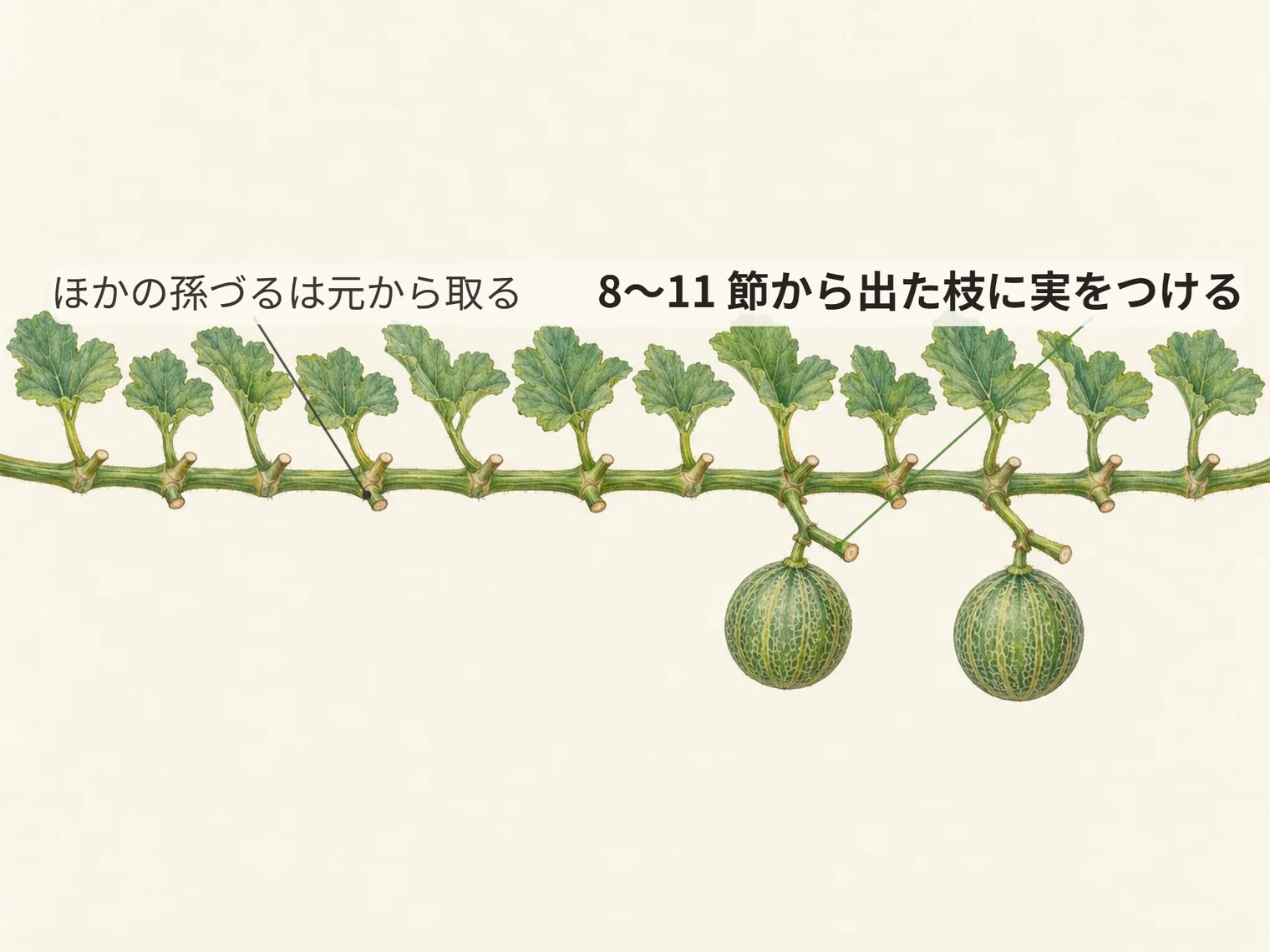 8〜11 節から出た枝に実をつける。ほかの孫づるは元から取る