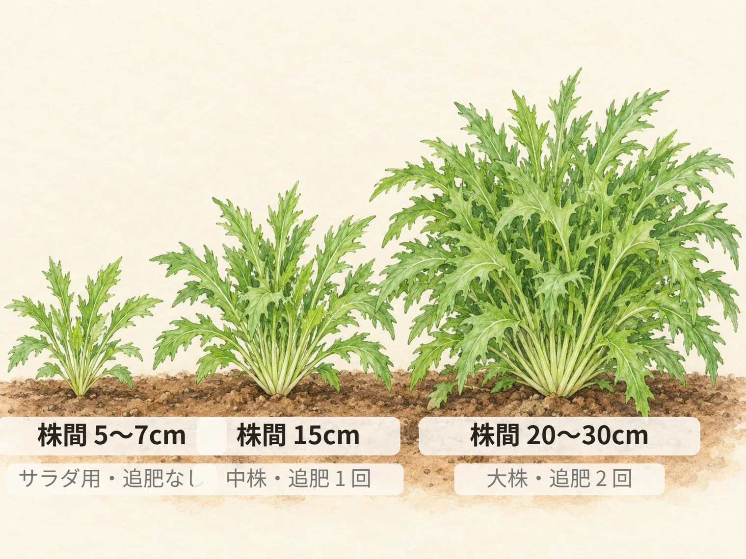 株間 5〜7cm。サラダ用・追肥なし。株間 15cm。中株・追肥 1 回。株間 20〜30cm。大株・追肥 2 回