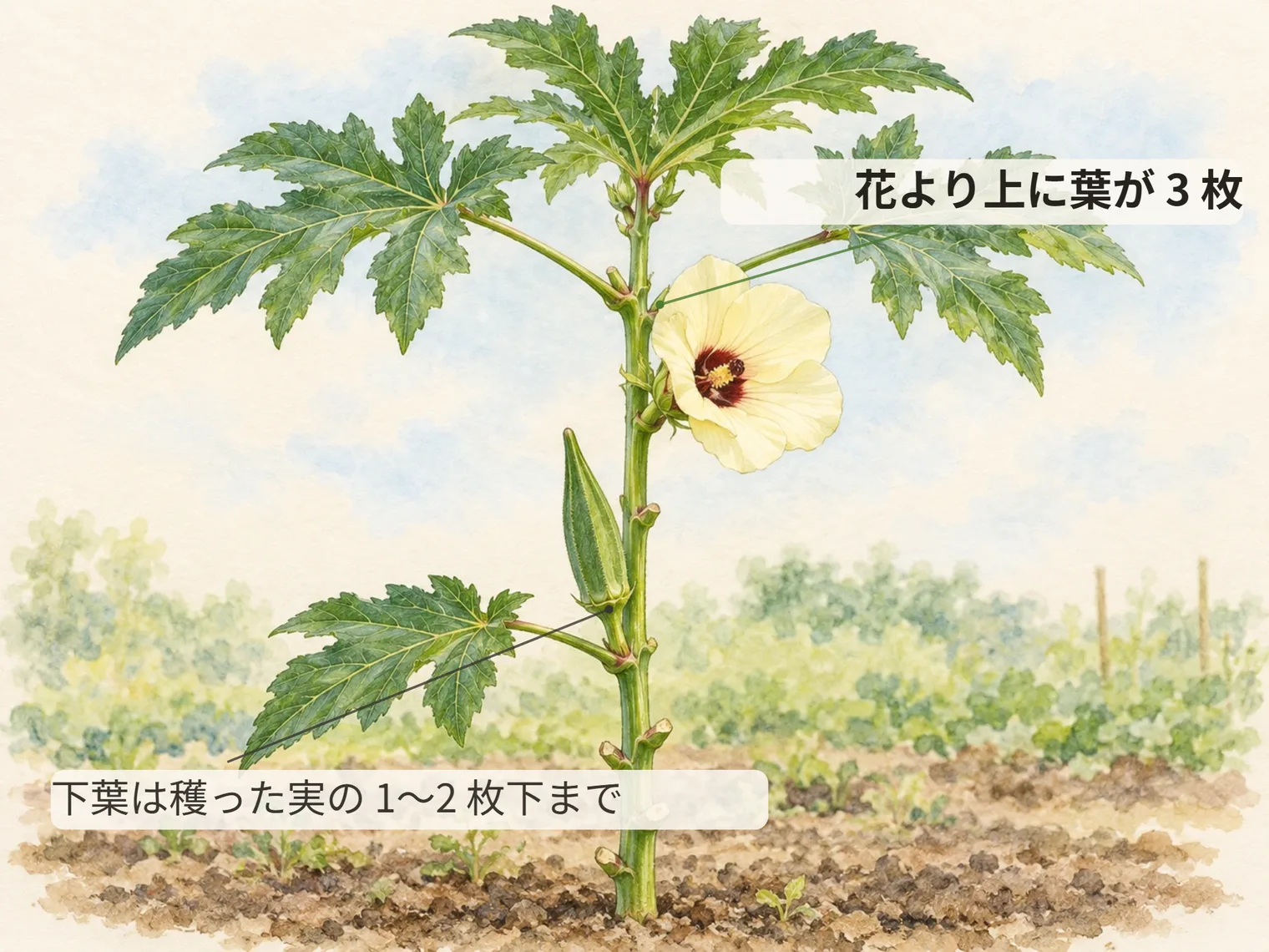 花より上に葉が 3 枚。下葉は穫った実の 1〜2 枚下まで