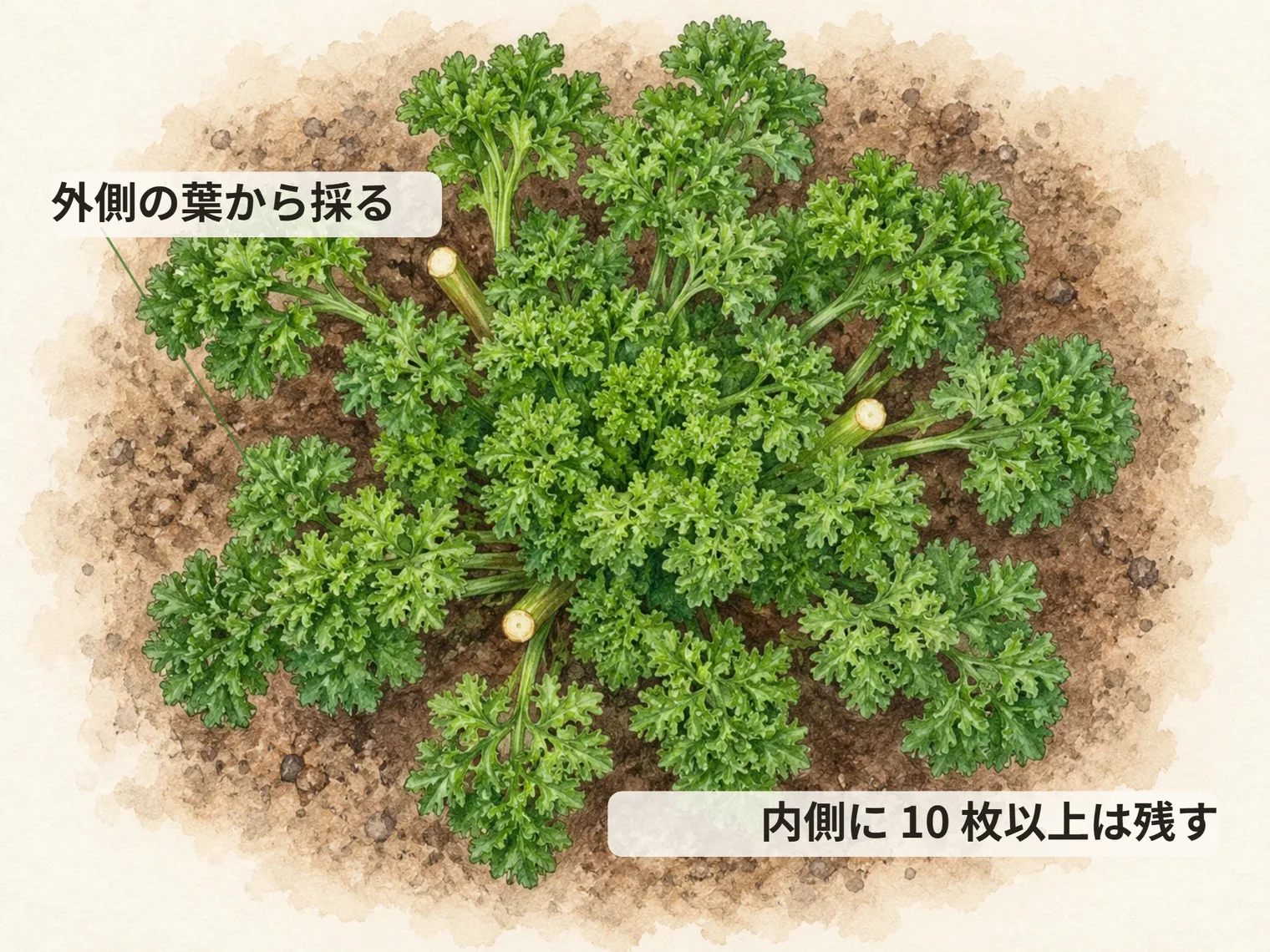 外側の葉から採る。内側に 10 枚以上は残す