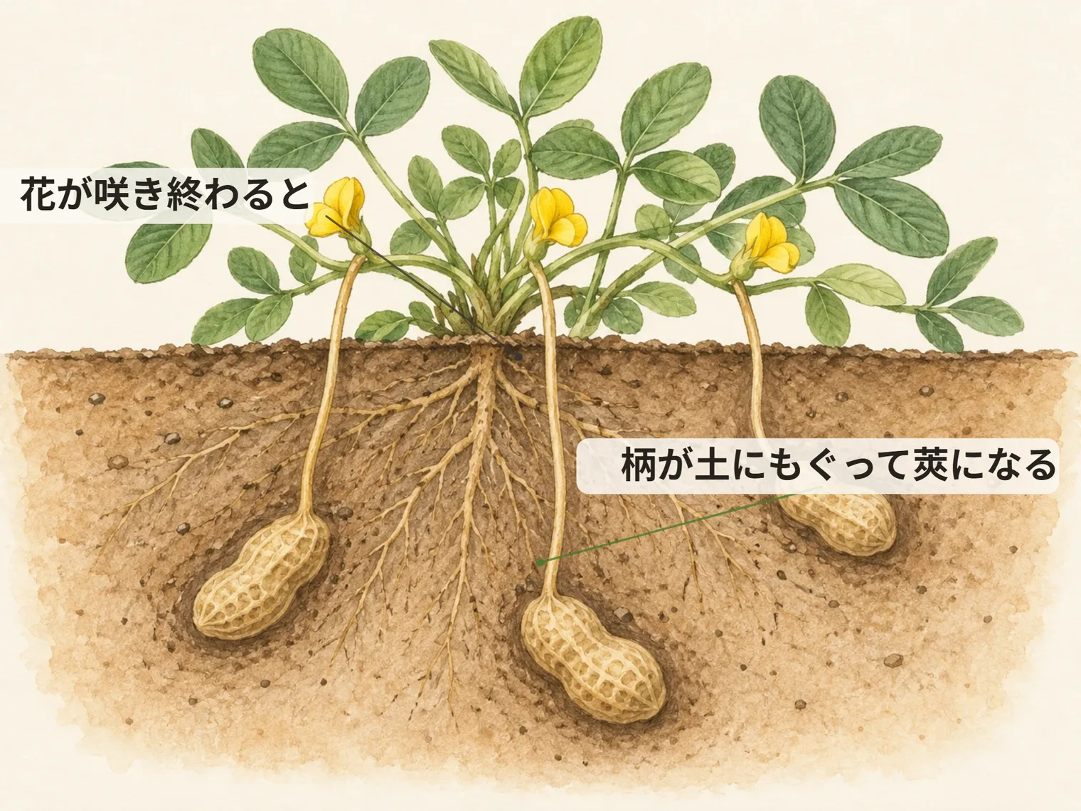 花が咲き終わると。柄が土にもぐって莢になる