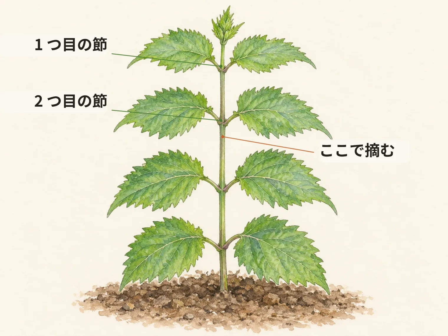 1 つ目の節。2 つ目の節。ここで摘む