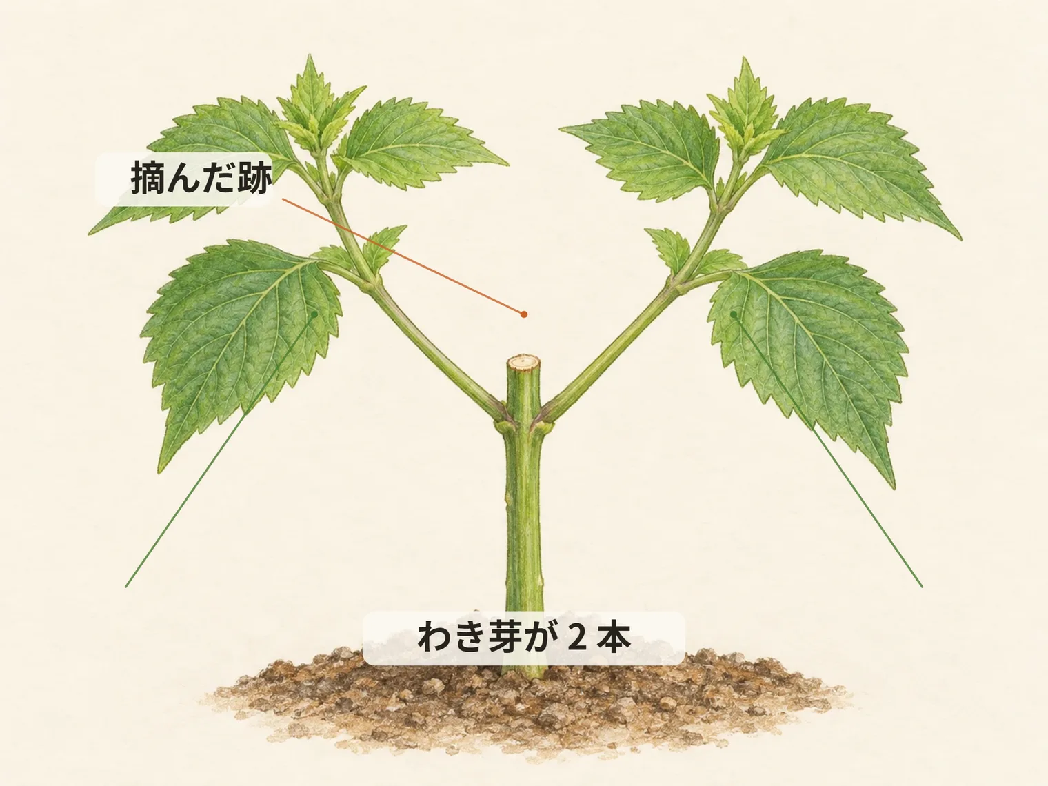 摘んだ跡。わき芽が 2 本