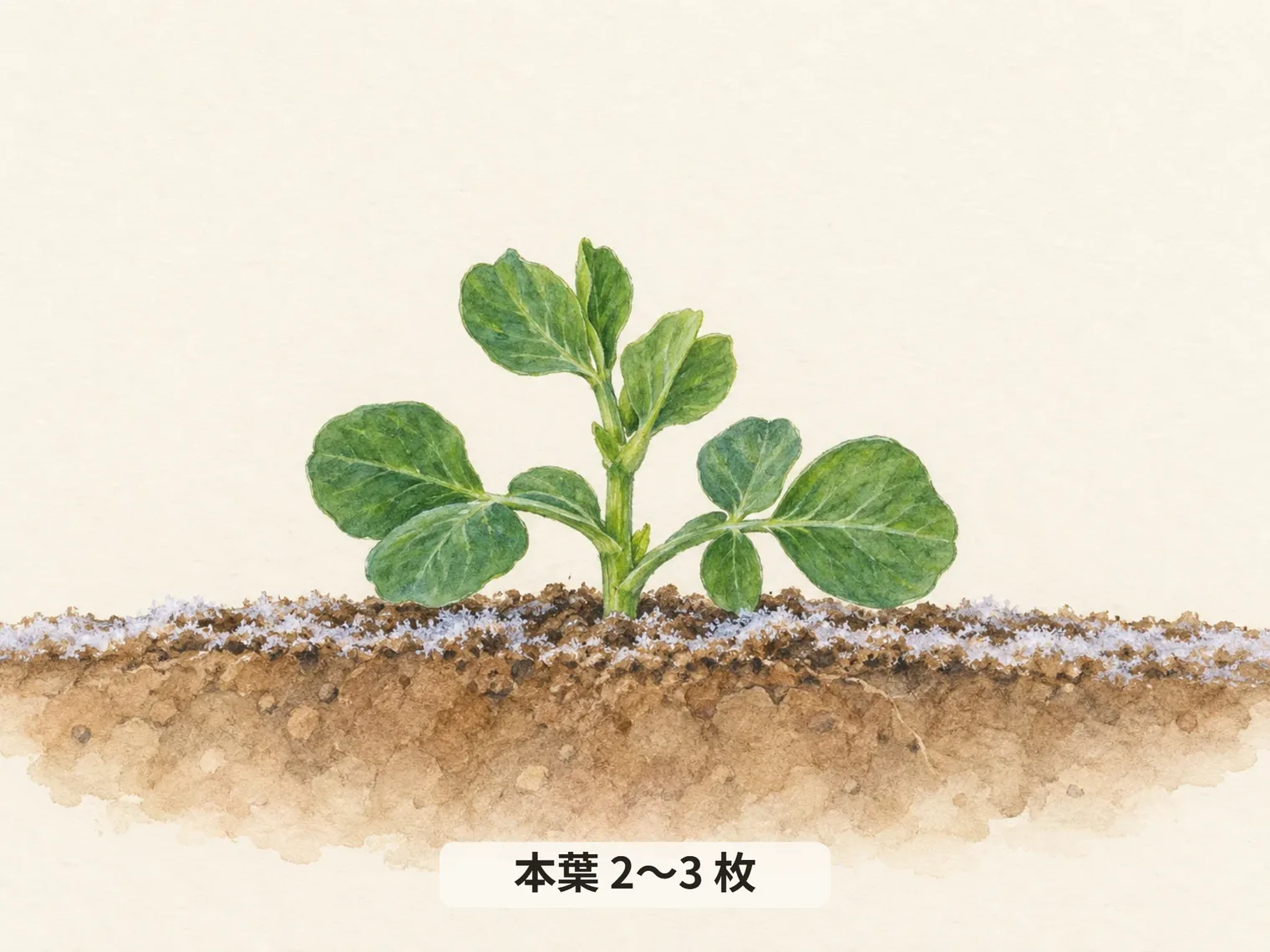 本葉 2〜3 枚