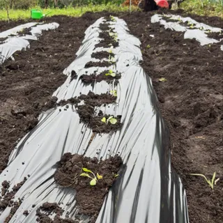キャベツ ブロッコリー 定植^_^ 耕してマルチはって定植して めちゃ疲れました💦
